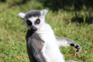 Katta / Ring-tailed lemur / Lemur catta