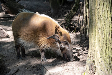 Red river hog, Potamochoerus porcus, also known as the bush pig. This pig has an acute sense of...
