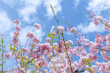 Blooming pink cherry blossom trees