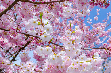 Blooming pink cherry blossom trees © Hana Design