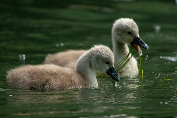 Schwanbabys