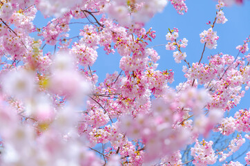 Blooming pink cherry blossom trees © Hana Design
