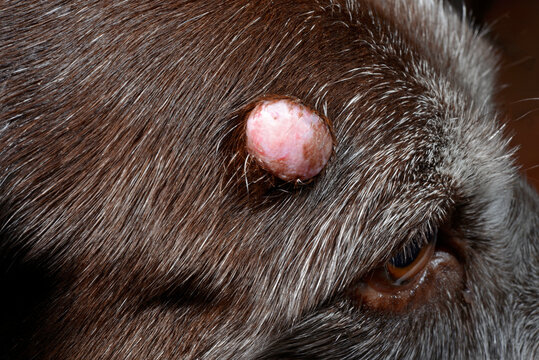 Große Warze bei einem Hund // big wart on a dog