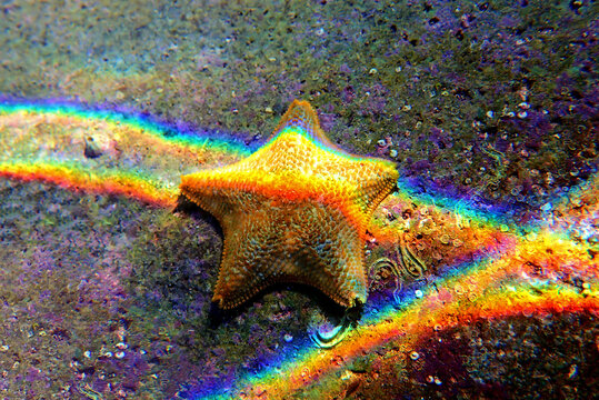 Starlet Cushion Starfish - Asterina Gibbosa