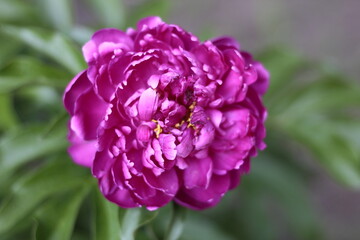 Obraz premium pink and purple beautiful flower macro