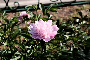 pink rose in the garden