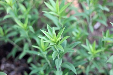 close up of a green plant