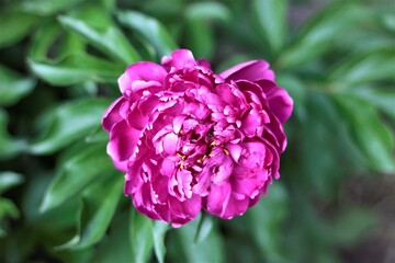 pink rose blossom flower in the garden