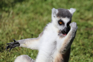 Katta / Ring-tailed lemur / Lemur catta