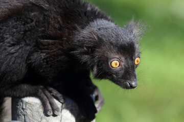 Mohrenmaki / Black lemur / Eulemur macaco.