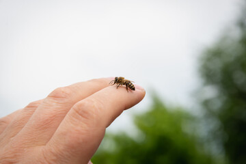 Obraz premium The bee sat on his hand and wants to sting.
