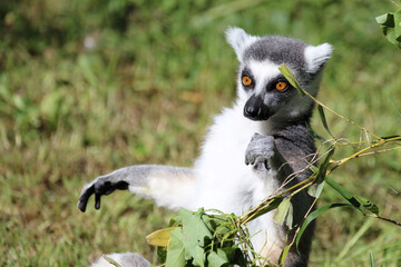 Katta / Ring-tailed Lemur / Lemur catta