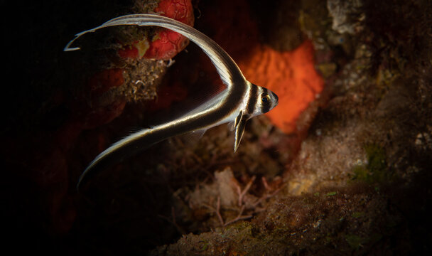 Juvenile Spotted Drum (Equetus punctatus) on the reef off the Dutch Caribbean island of Saba