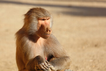 Mantelpavian / Hamadryas baboon / Papio hamadryas.