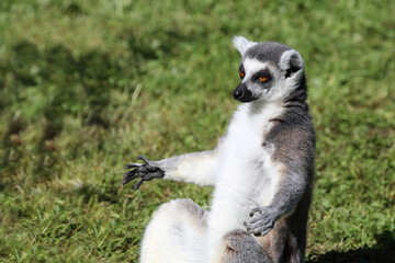 Katta / Ring-tailed lemur / Lemur catta