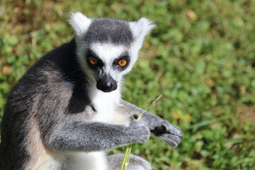 Katta / Ring-tailed lemur / Lemur catta