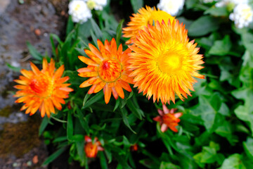 Xerochrysum bracteatum, yellow and orange flowers, beautiful dried flower plant for compositions, decorative gardening concept, beauty of nature