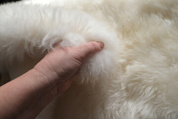 female hand ironing natural sheep fur, white sheepskin texture with soft hairs, the concept of processing, production of furrier products, stress relief, psychological stress