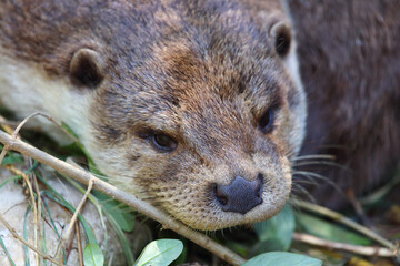Eurasischer Fischotter / Eurasien otter / Lutra lutra
