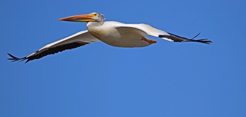 pelican in flight