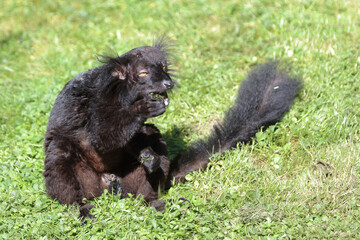 Mohrenmaki / Black lemur / Eulemur macaco