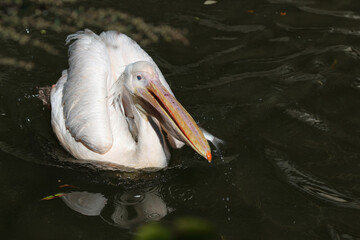 Rosapelikan / White pelican / Pelecanus onocrotalus...