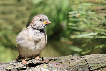 Hausspatz / House sparrow / Passer domesticus