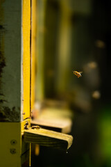 Bees in front of the bee hive