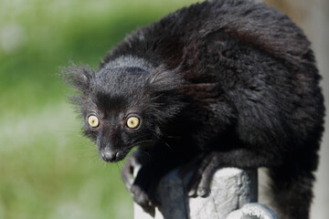Mohrenmaki / Black lemur / Eulemur macaco