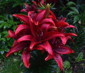 Lillies Dancing in the Rain © Delorado