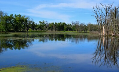 reflections in the water