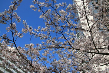 日本のマンションの庭に咲く桜の花(4月)