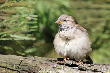 Hausspatz / House sparrow / Passer domesticus