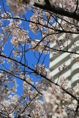 日本のマンションの庭に咲く桜の花(4月)