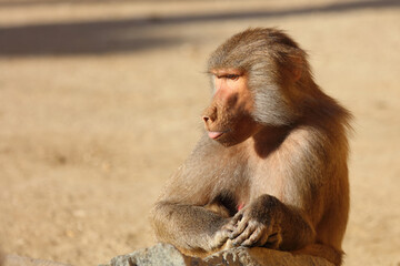 Mantelpavian / Hamadryas baboon / Papio hamadryas.