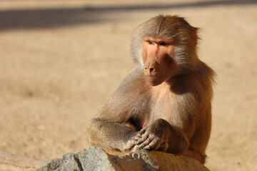 Mantelpavian / Hamadryas baboon / Papio hamadryas.