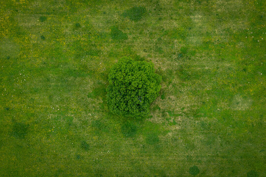A lonely green tree captured from above - a treetop shot as a peaceful background, concept nature.