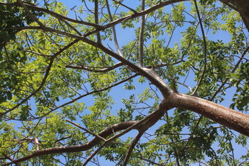 Tree branches with the sky in the background - high angle shot