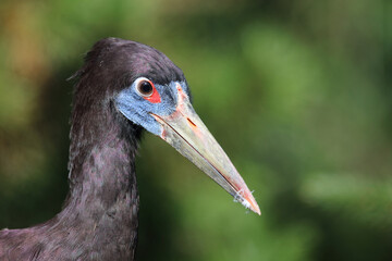 Abdimstorch / Abdim's stork / Ciconia abdimii.