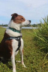 Dog sniffing the grass in the park