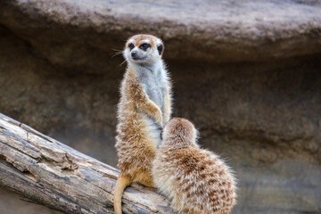 横浜動物園ズーラシアのミーアキャット