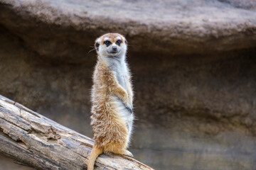 横浜動物園ズーラシアのミーアキャット