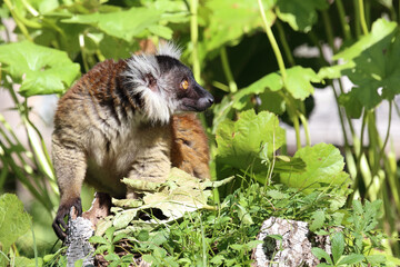 Mohrenmaki / Black lemur / Eulemur macaco