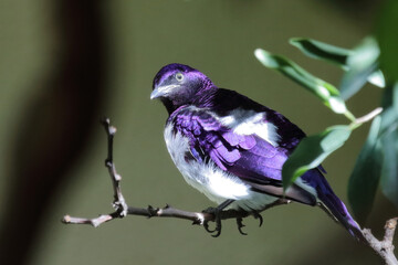 Amethystglanzstar / Violet-backed starling / Cinnyricinclus leucogaster