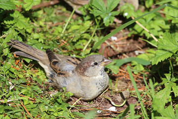 Hausspatz / House sparrow / Passer domesticus