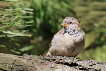 Hausspatz / House sparrow / Passer domesticus