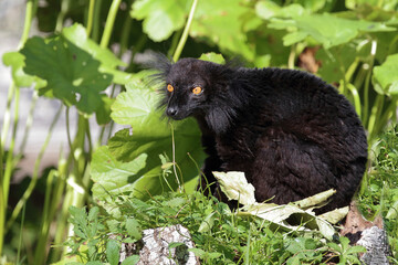 Mohrenmaki / Black lemur / Eulemur macaco