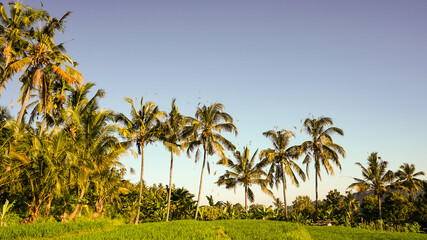 Obraz premium corn field and sky