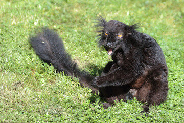 Mohrenmaki / Black lemur / Eulemur macaco