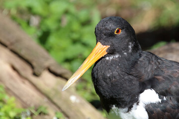Austernfischer / Eurasian oystercatcher or Common pied oystercatcher / Haematopus ostralegus